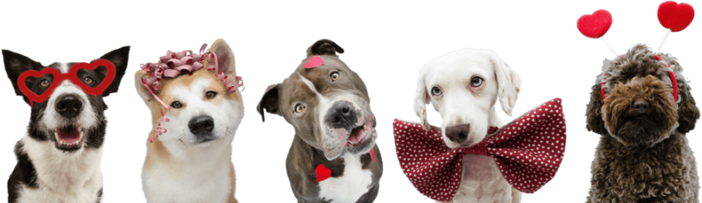 best pet clinic in dubai providing top Veterinary services in Dubai