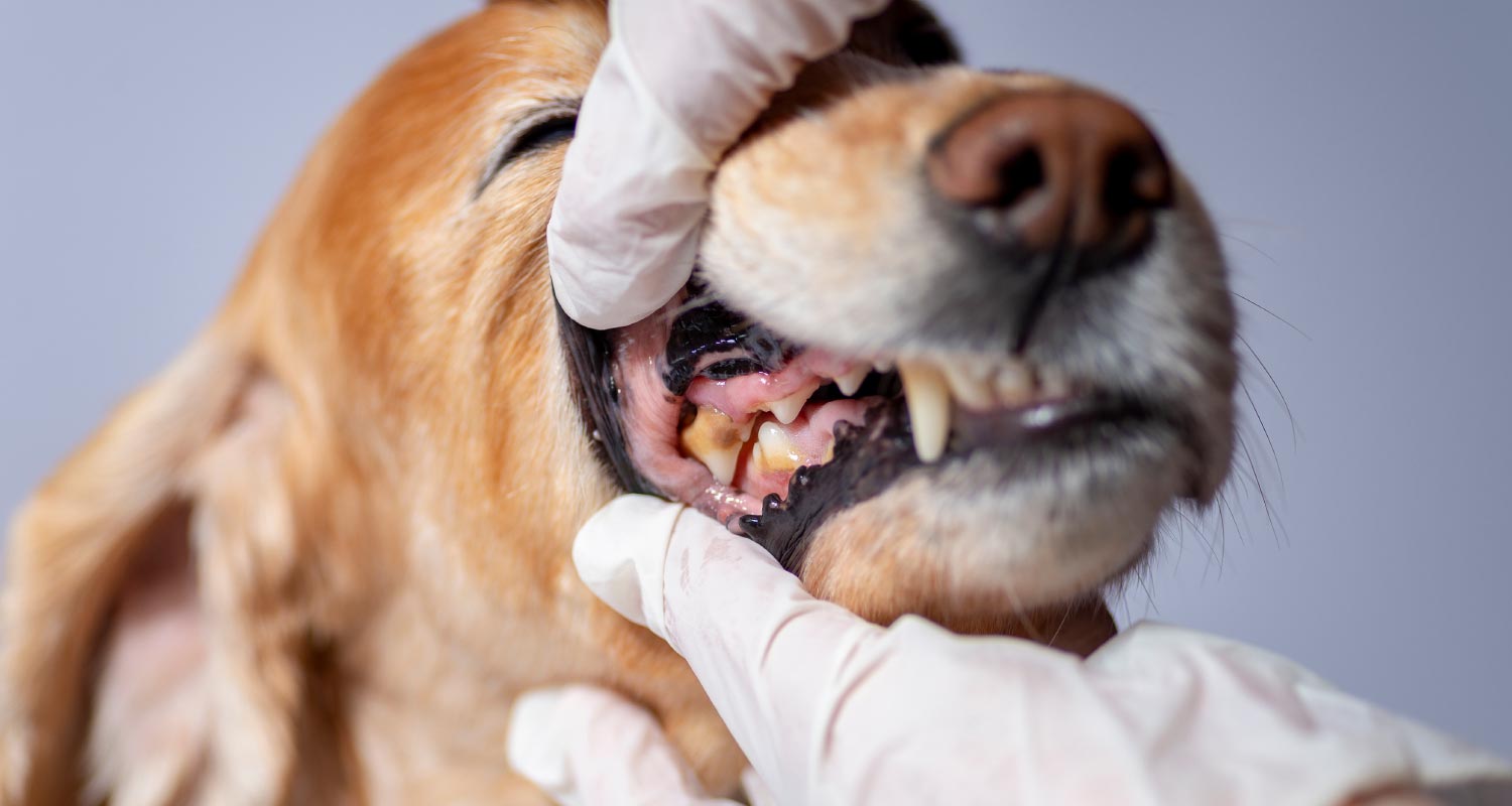 pet dental cleaning