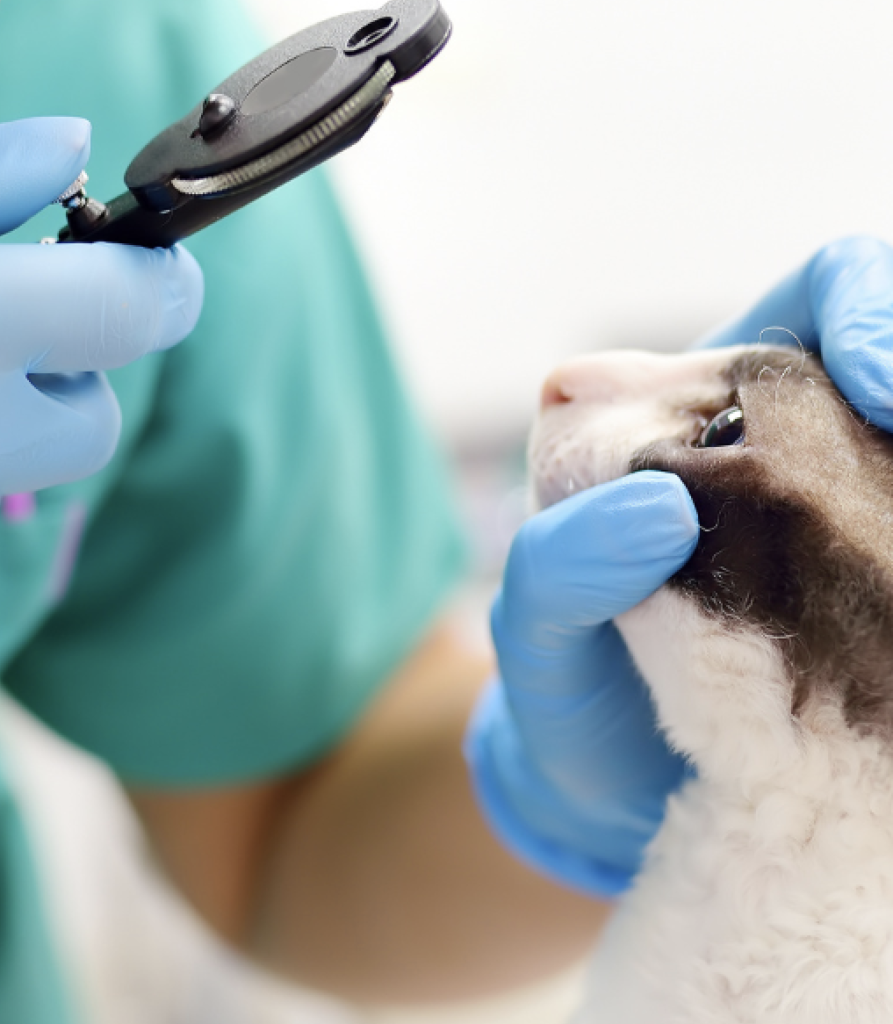 Pet Ophthalmology Care in Dubai