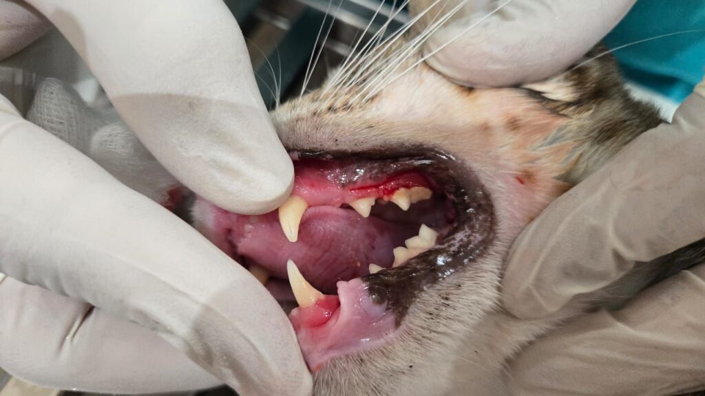 Pet Dental cleaning near me