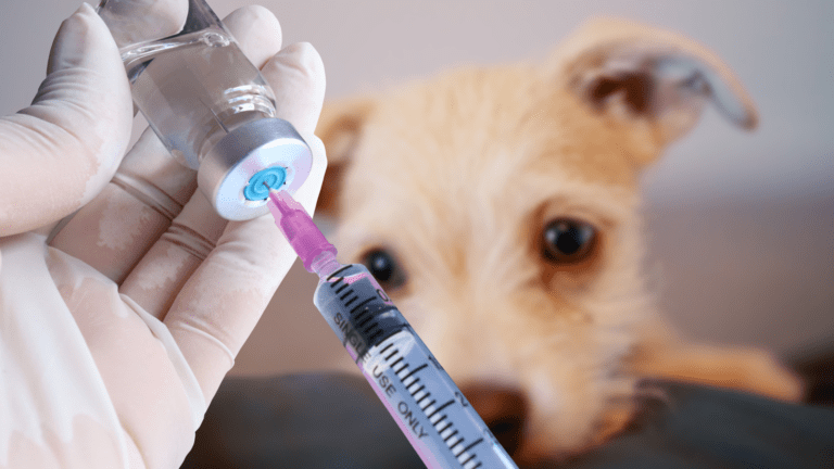 pet vaccinations in dubai