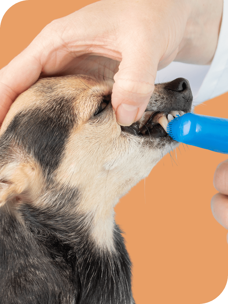 Pet dental clinic near me dubai