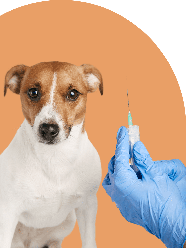 pet vaccination