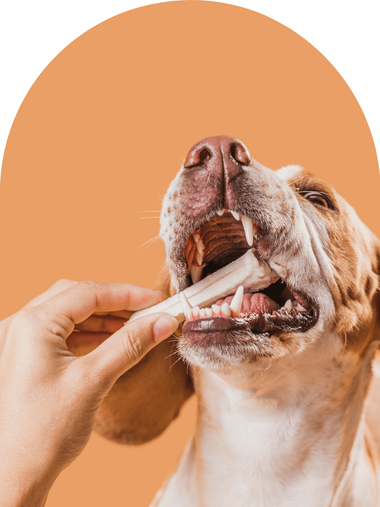 best pet dental clinic dubai