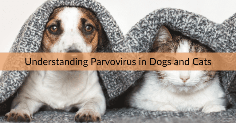 Understanding Parvovirus in Dogs and Cats