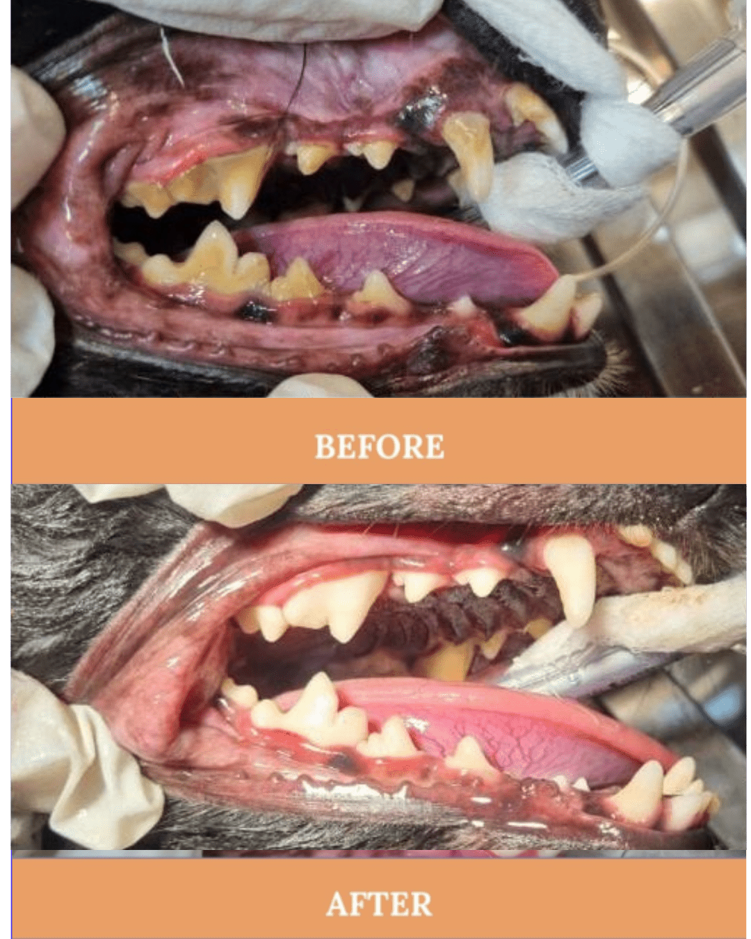 Pet Dental Care Service Dental Scaling Before After Vets For Pets dubai