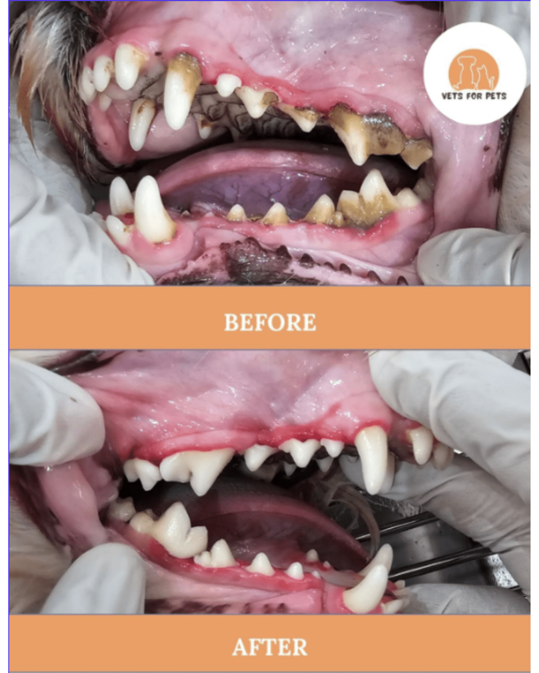 Pet Dental Care Service Pet Dental scaling service in dubai