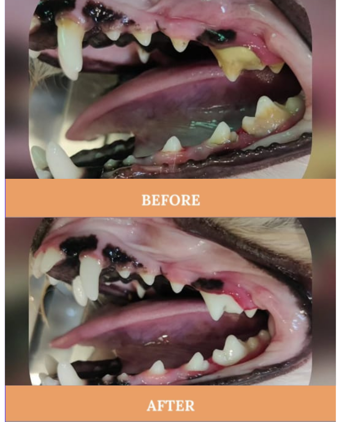 Pet Dental Care Service Pet dental scaling & pet dental cleaning services by vets for pets dubai