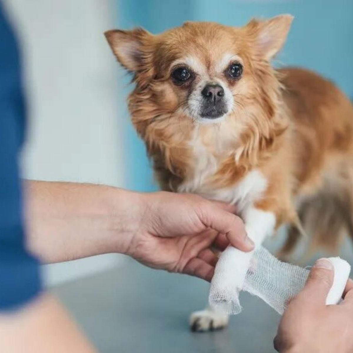Vets for Pets - Where Wellness Meets Love pet ortho service dubai