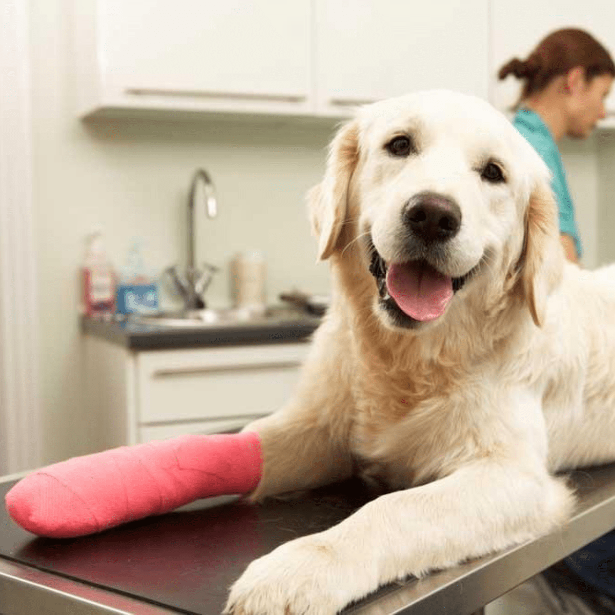 Vets for Pets - Where Wellness Meets Love pet orthopedic care dubai