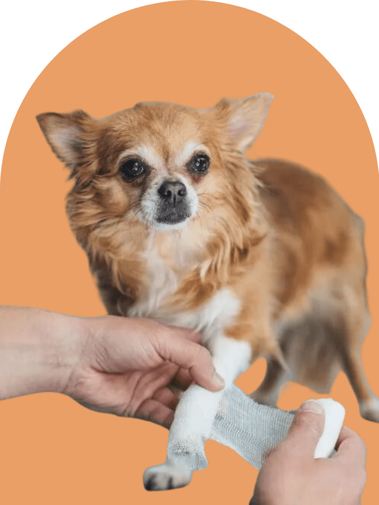 pet orthopedic service dubai