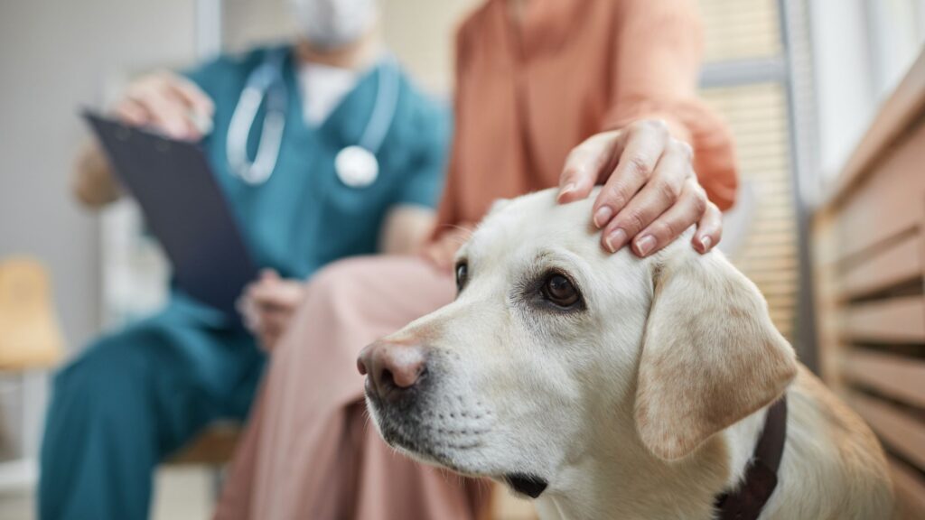 Why General Consultation Is Essential for Every Pet
