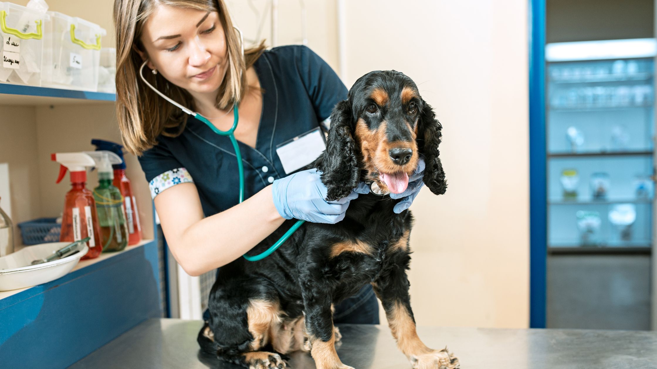 pet general consultation with vets for pets dubai